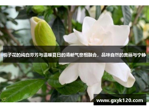 栀子花的纯白芬芳与温暖夏日的清新气息相融合，品味自然的美丽与宁静